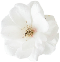 White Rosa Rugosa Flower Cut Out