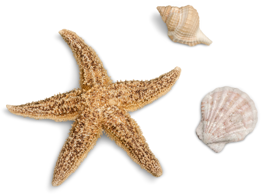 Starfish and Seashells Isolaated