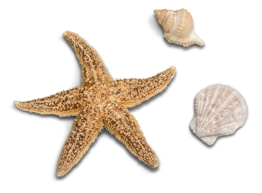 Starfish and Seashells Isolaated